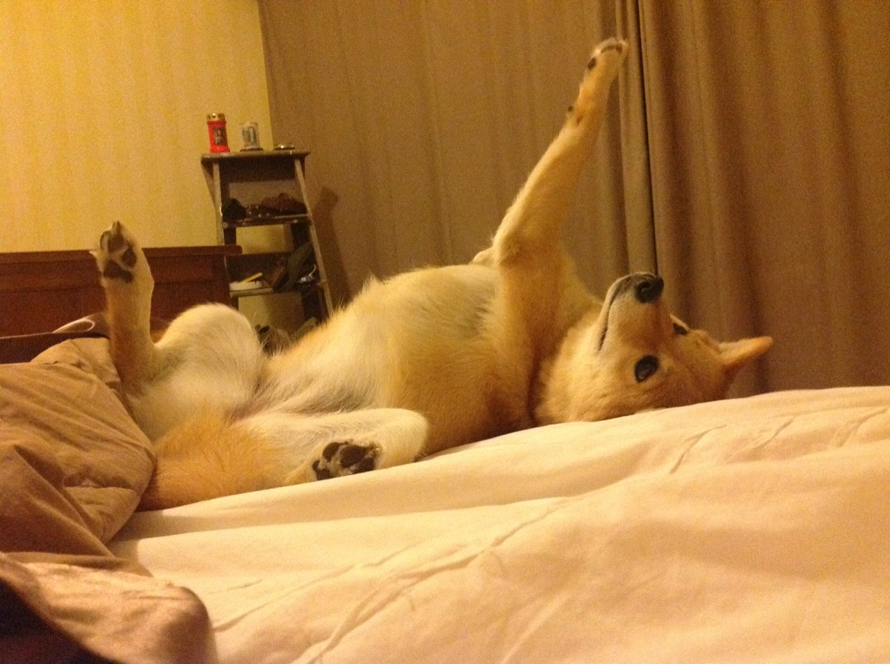 极速狂飙与绿茵奇迹,当F1引擎轰鸣遇上贝蒂斯绝地反击