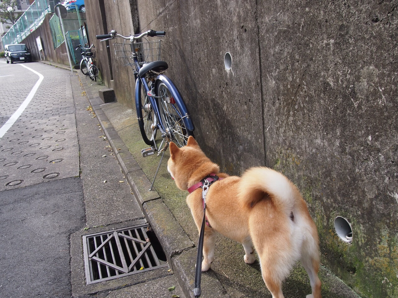 从看客到主角，坎特在美加墨之夜的地心引力