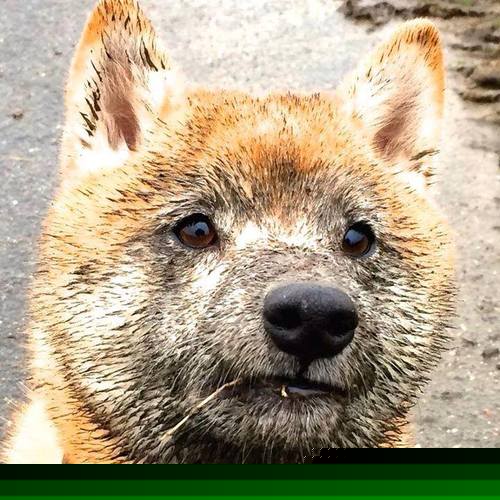 绝杀!从CBA到英超,两种文明,同一种决胜者基因