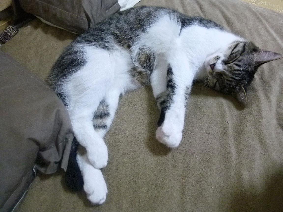 踏平卡塔尔!希腊队凯塞多刷新纪录引领胜利