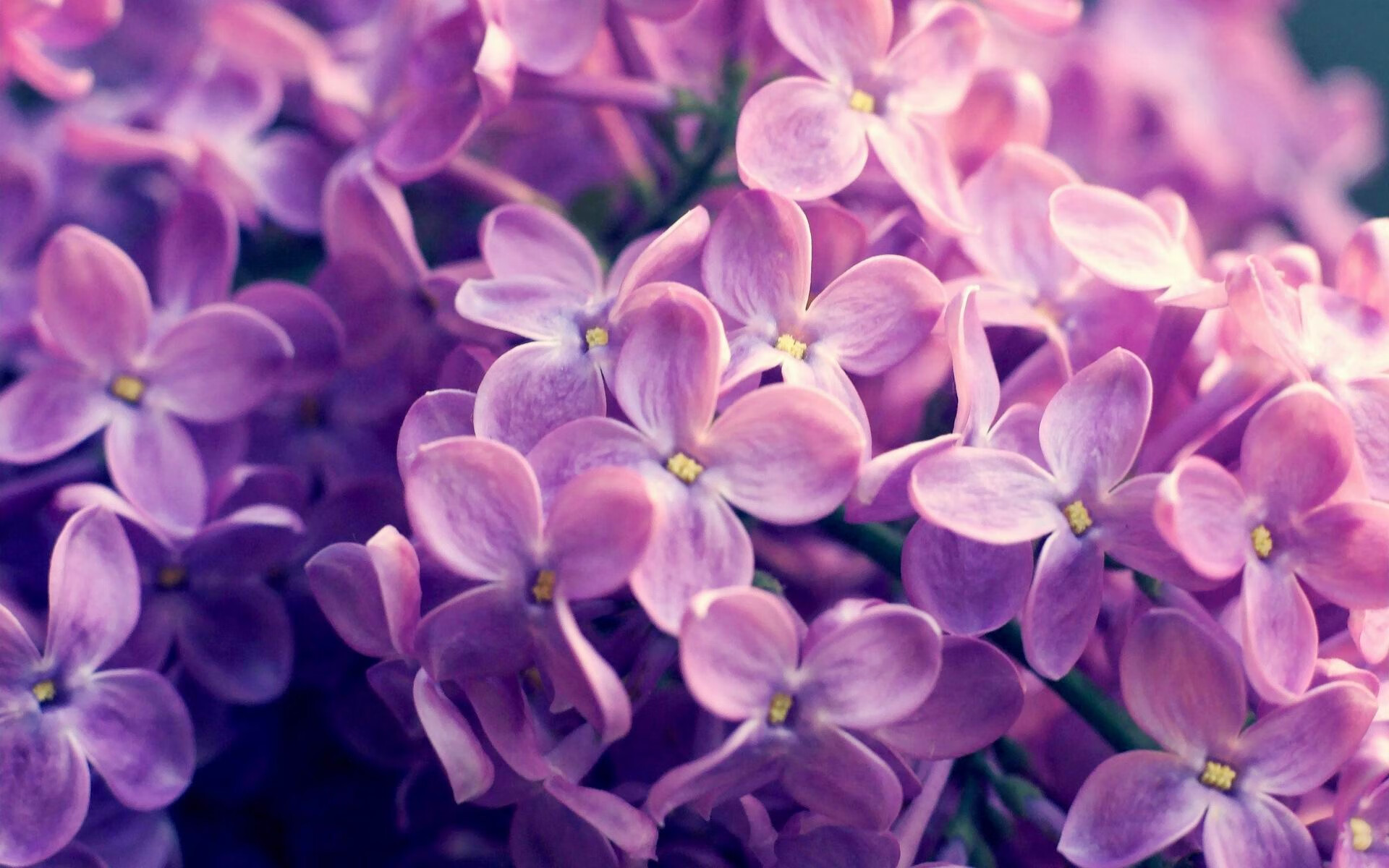 北岸花园的钢铁洪流,绿军碾碎活塞,德罗赞冷血一击熄灭反扑星火