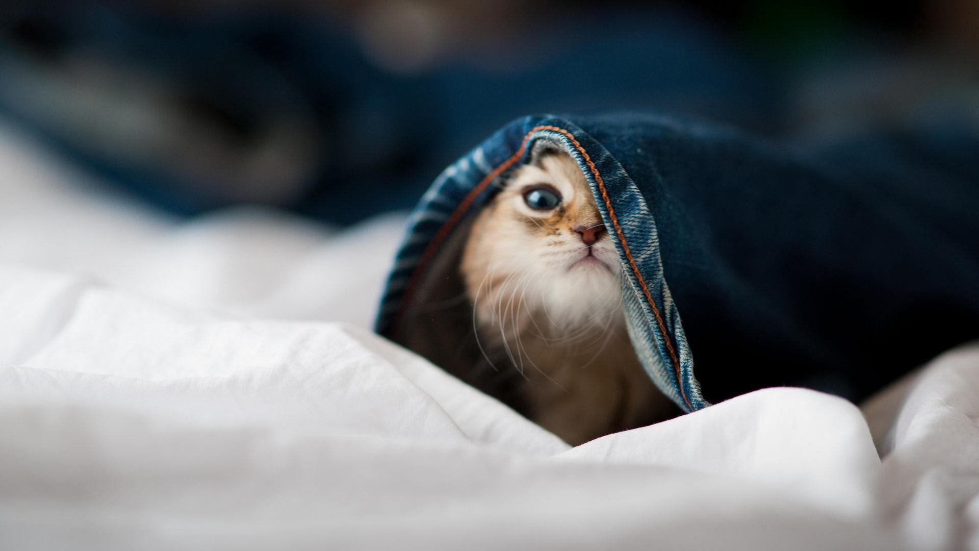 东契奇爆发助阵，上海男篮国际邀请赛险胜雄鹿