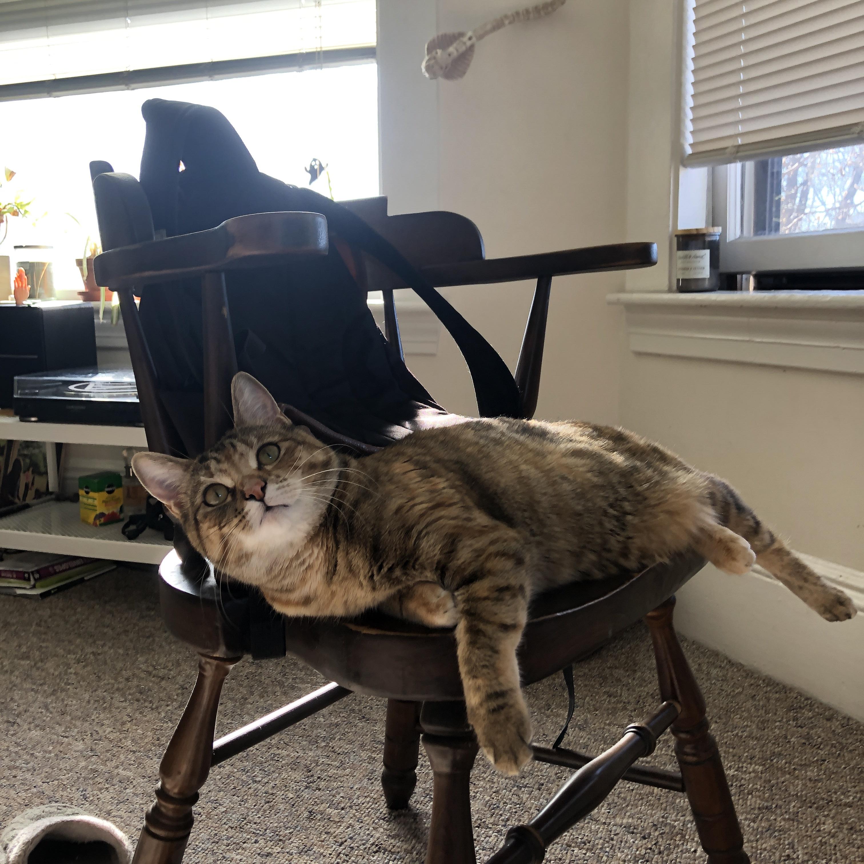 猎鹰之眼，塔图姆式爆发如何洞穿北京队的铜墙铁壁