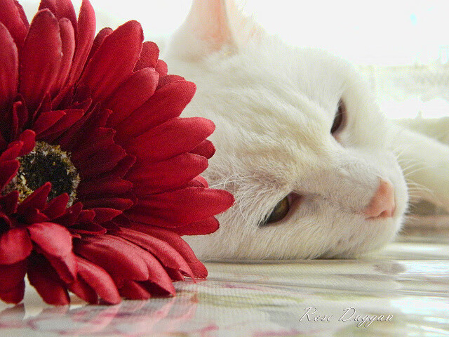 每当舞台扩宽一寸，他的光芒就更亮一分