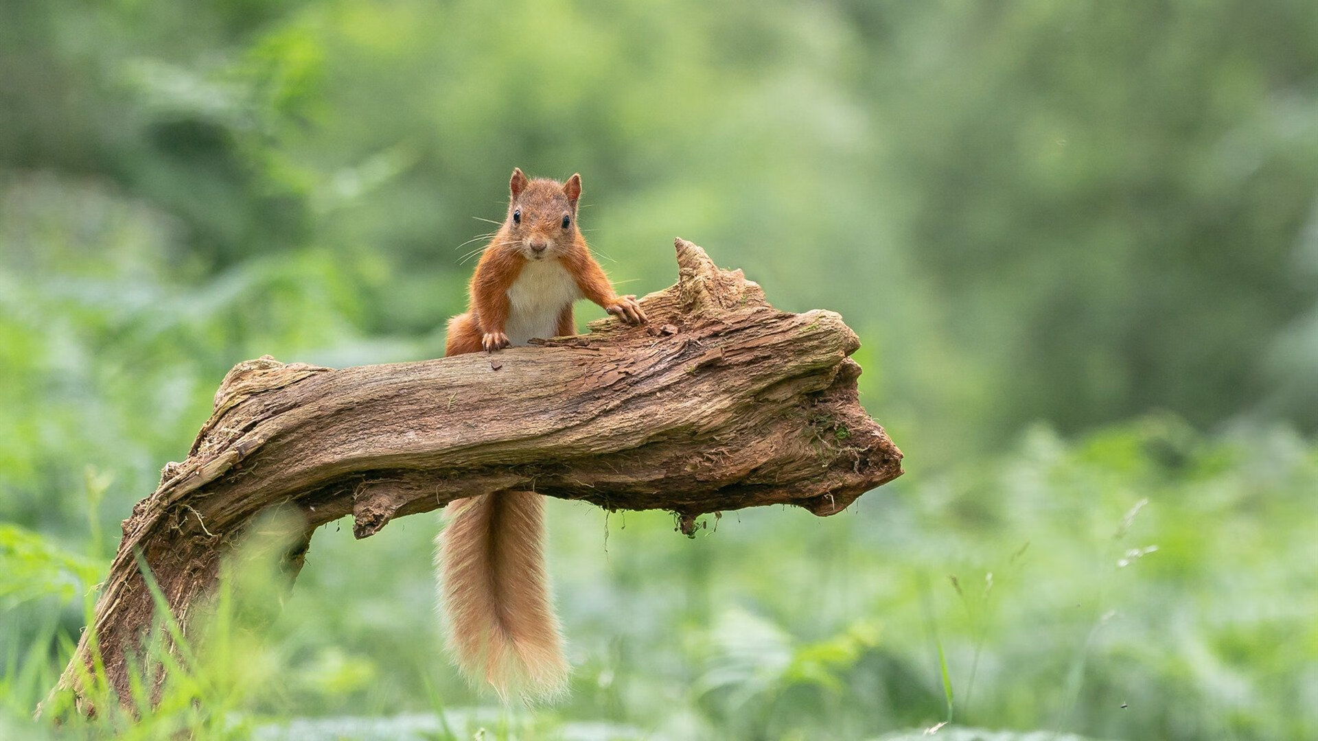 宿命与革新，梅西爆发难敌西班牙精密齿轮，生死战展现足球双重美学