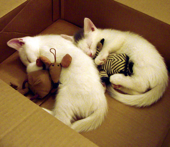 欧冠半决赛的传奇之夜，尤文逆转威尔士黑马，阿拉巴统治赛场谱写新章