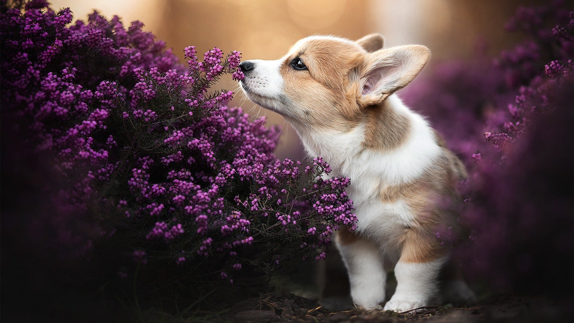 阿坎吉，法国基因如何让瑞士铁卫在欧冠赛场带走勒沃库森