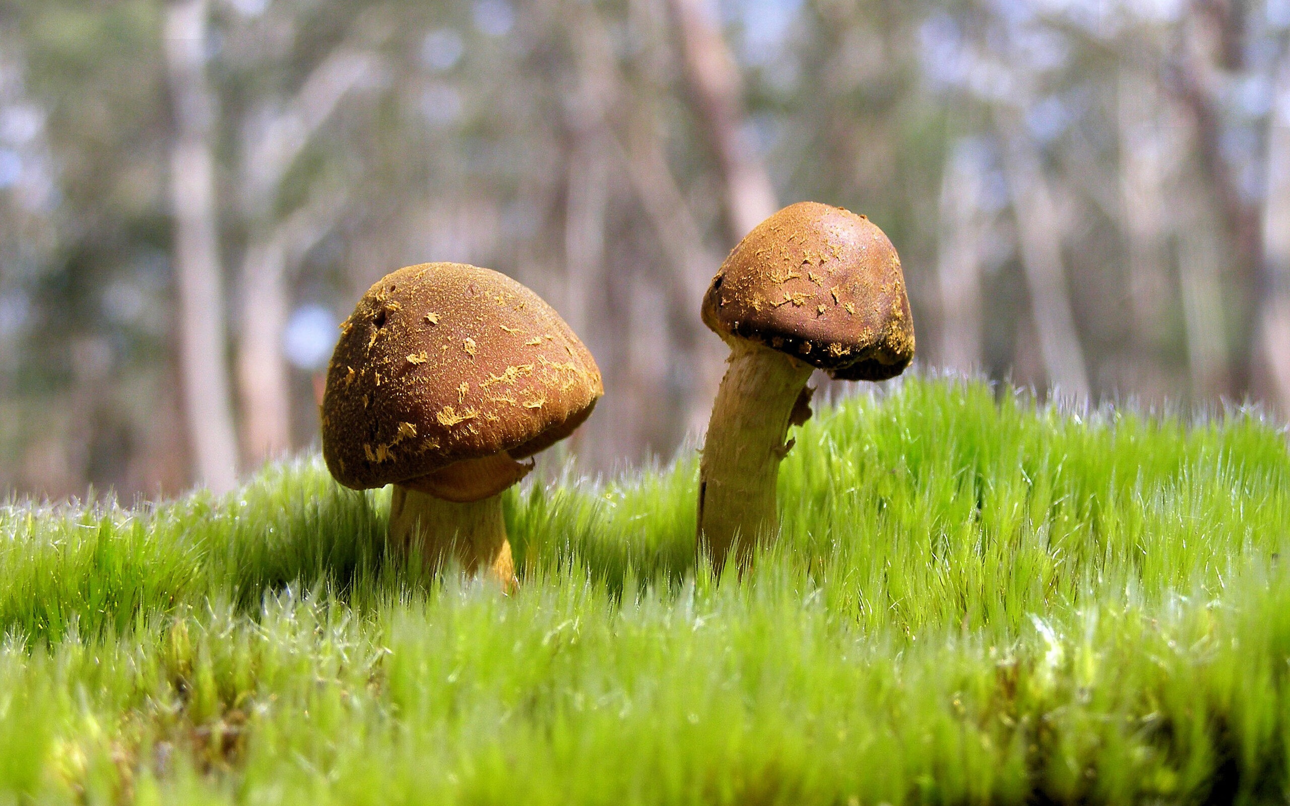 决胜天平上的唯一砝码，保罗如何用统治级数据定义年度焦点之战