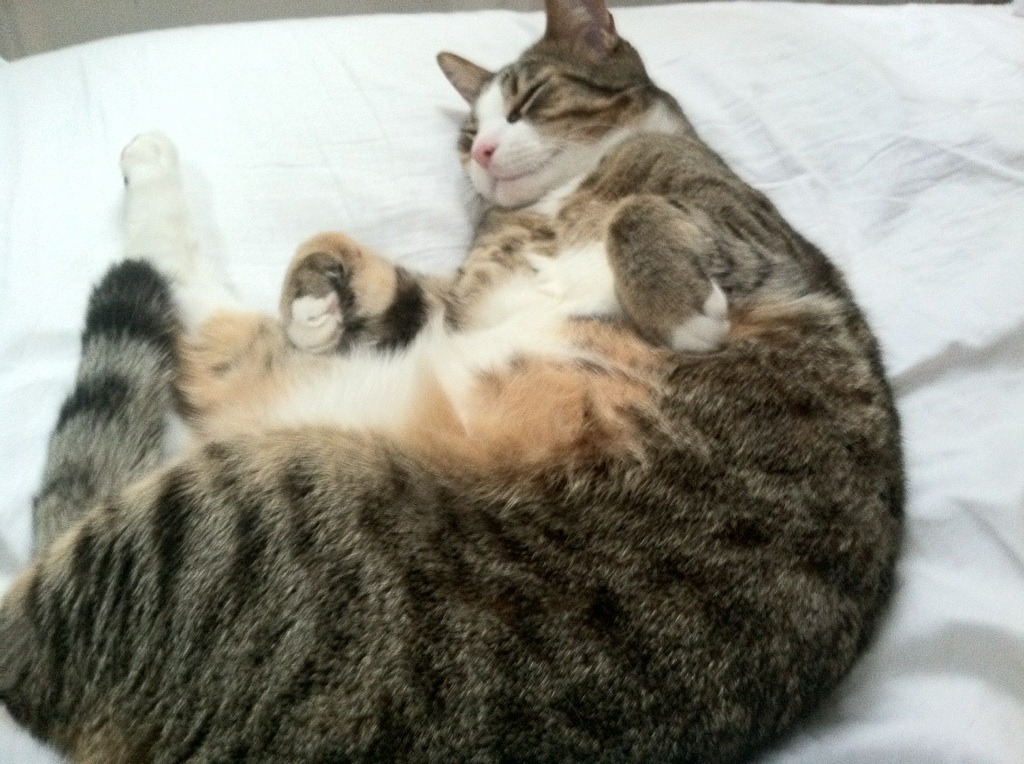 西决生死战焦点战，那不勒斯狂胜厄瓜多尔，足球与激情的跨界对决