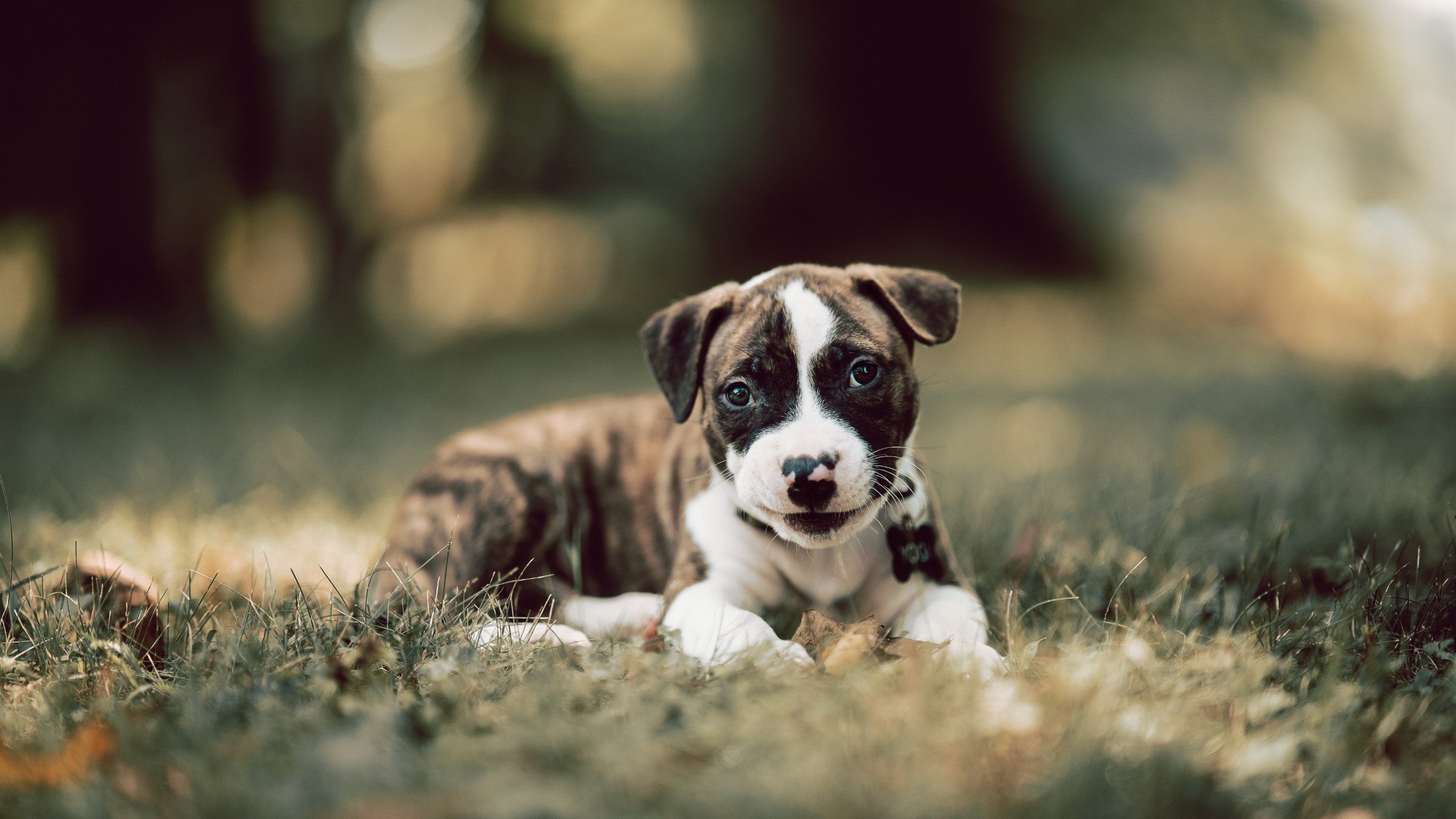 末节惊雷！詹姆斯15分强行终结上海，深圳逆袭战改写CBA格局