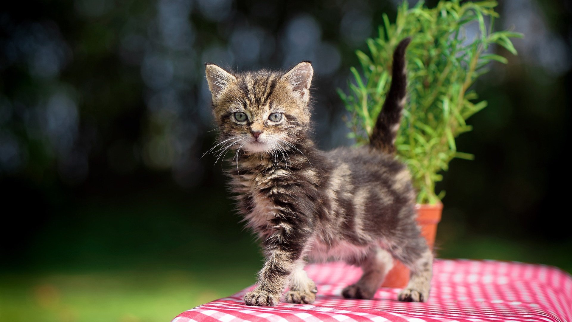 微光长夜，卡瓦哈尔生涯之夜，一颗晨星照亮比利时前路