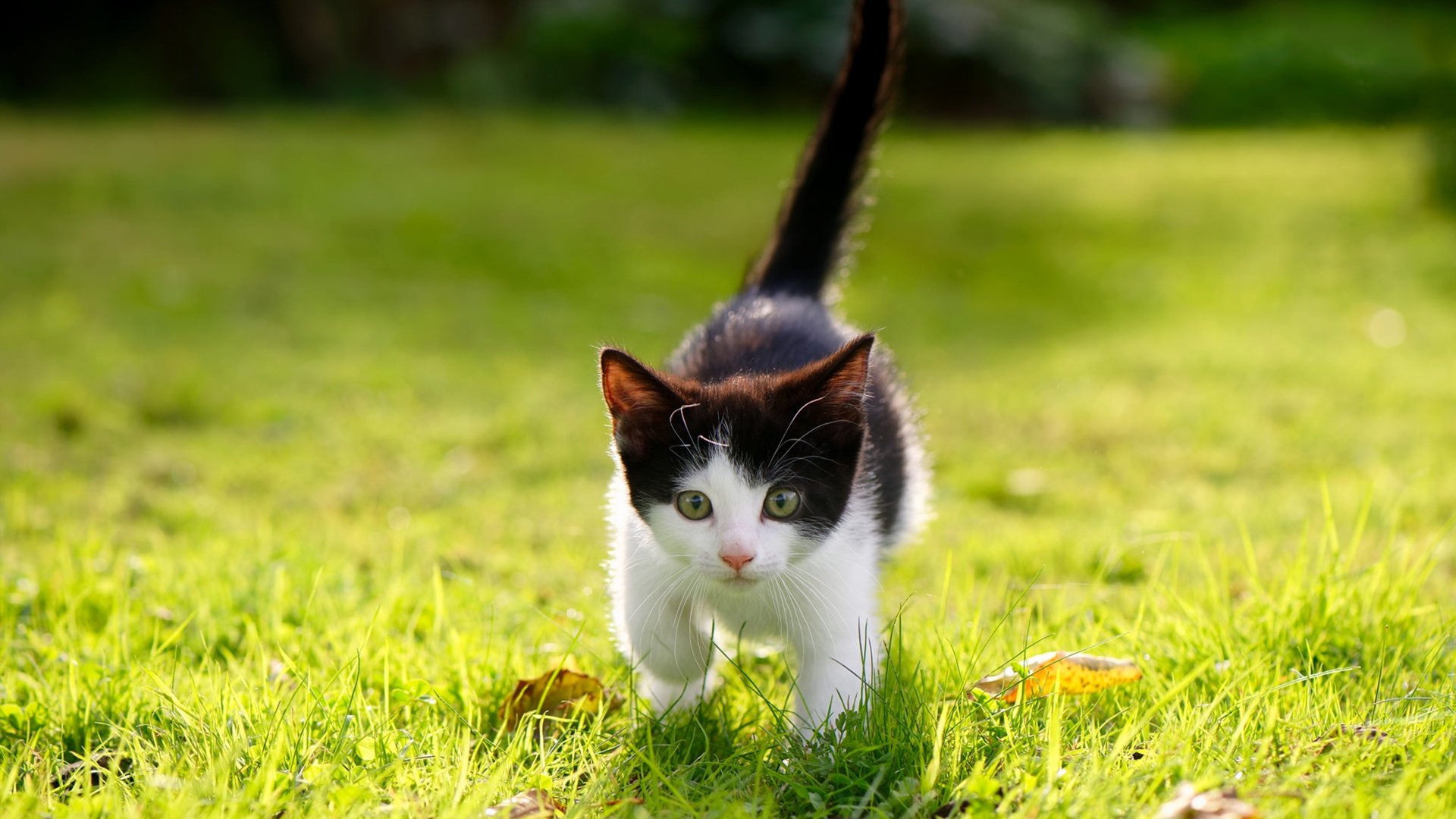 狭路相逢硬者胜，赛道球场皆见死神锋芒—从凯尔特人破广厦铁阵，到克莱F1赛道上的极限超车