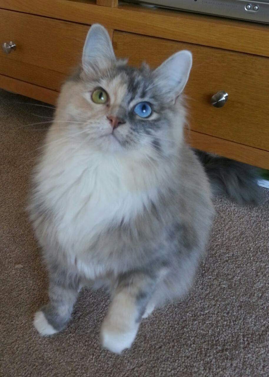 平行宇宙，基米希绝杀之夜与几内亚生死战的隐秘联结